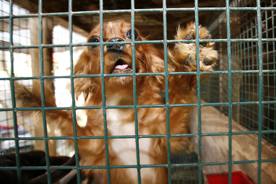 The Humane Society: Virginia, The Next Puppy Mill State