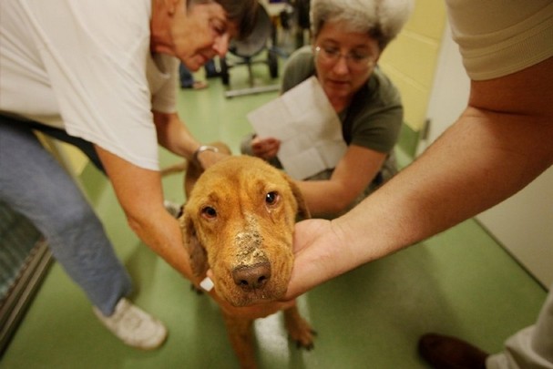 The Humane Society: Teams Help Shelter, Rescue Animals in California