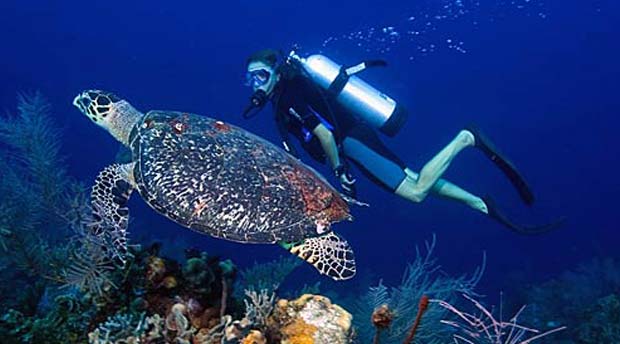 Belize’s Marine Life Part 2