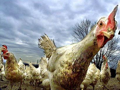 UNICEF Turkey Avian Flu