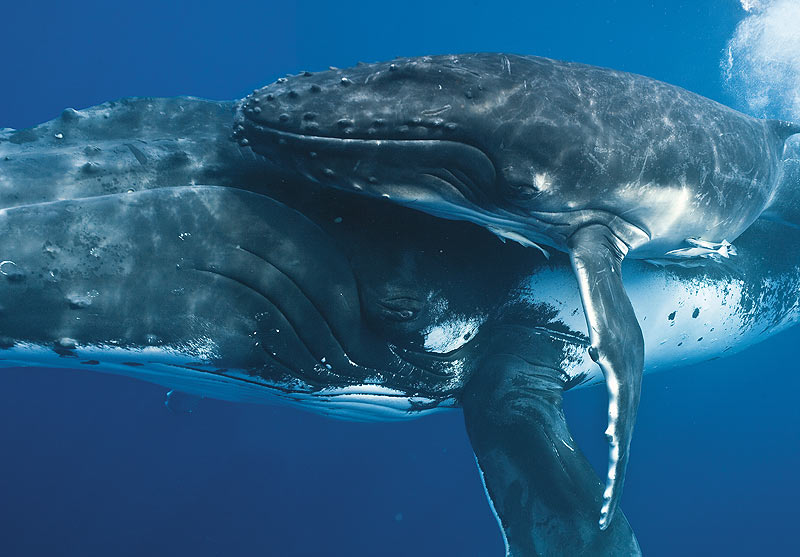 Whale Beauty Shot