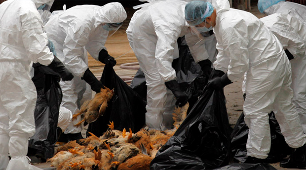 World Bank: Avian Flu in Vietnam