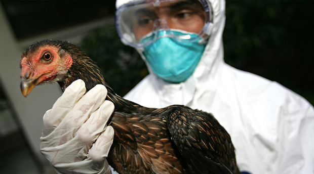 UNICEF: Thailand Avian Flu